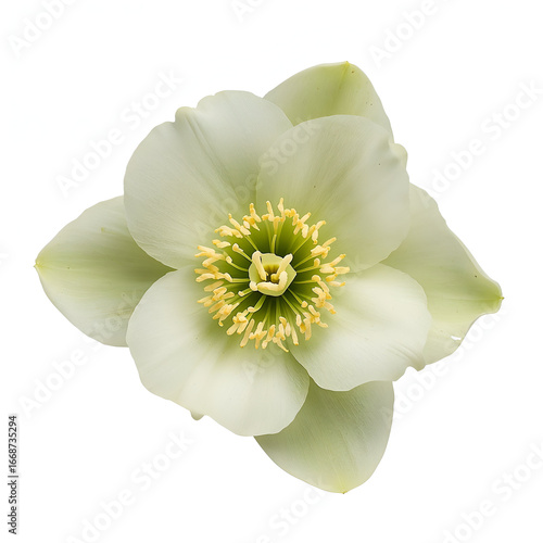 Hellebore flower with pale greenish white petals isolated on white background photorealistic

