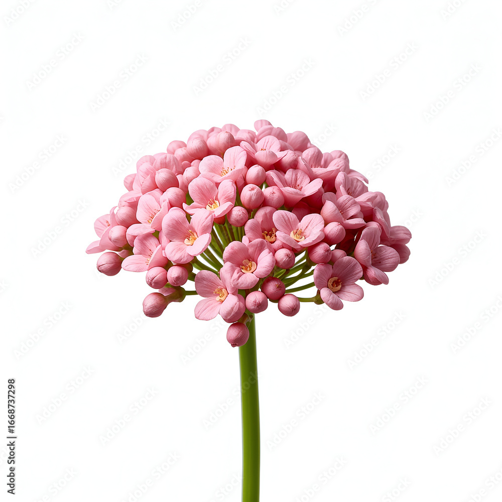 Obraz premium Delicate Pink Flower Cluster