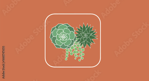 Flat vector illustration of three different succulent plants.