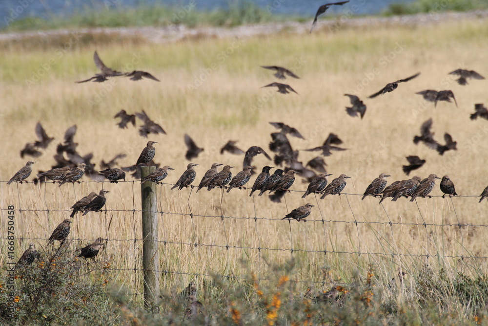 Obraz premium Pause auf dem Zaun