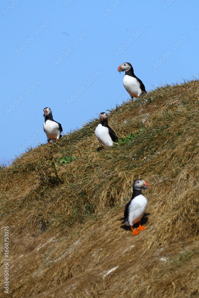 Fototapeta premium Group of Atlantic puffins standing on a grassy cliff above the sea, their colorful beaks bright against the rugged Icelandic coast