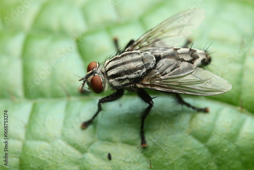 Flesh flies (Sarcophaga spp.), belonging to the family Sarcophagidae, play an important role in ecology and forensic science, as they are among the first insects to colonize carcasses