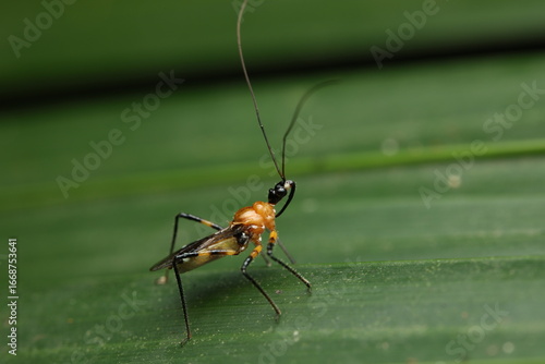 The Milkweed Assassin Bug belonging to the family Reduviidae, is an important predatory insect in agricultural ecosystems. It helps regulate pest populations such as aphids and caterpillars. 