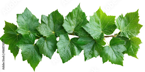 Grape leaves vine plant branch with tendrils in vineyard isolated on a white transparent background