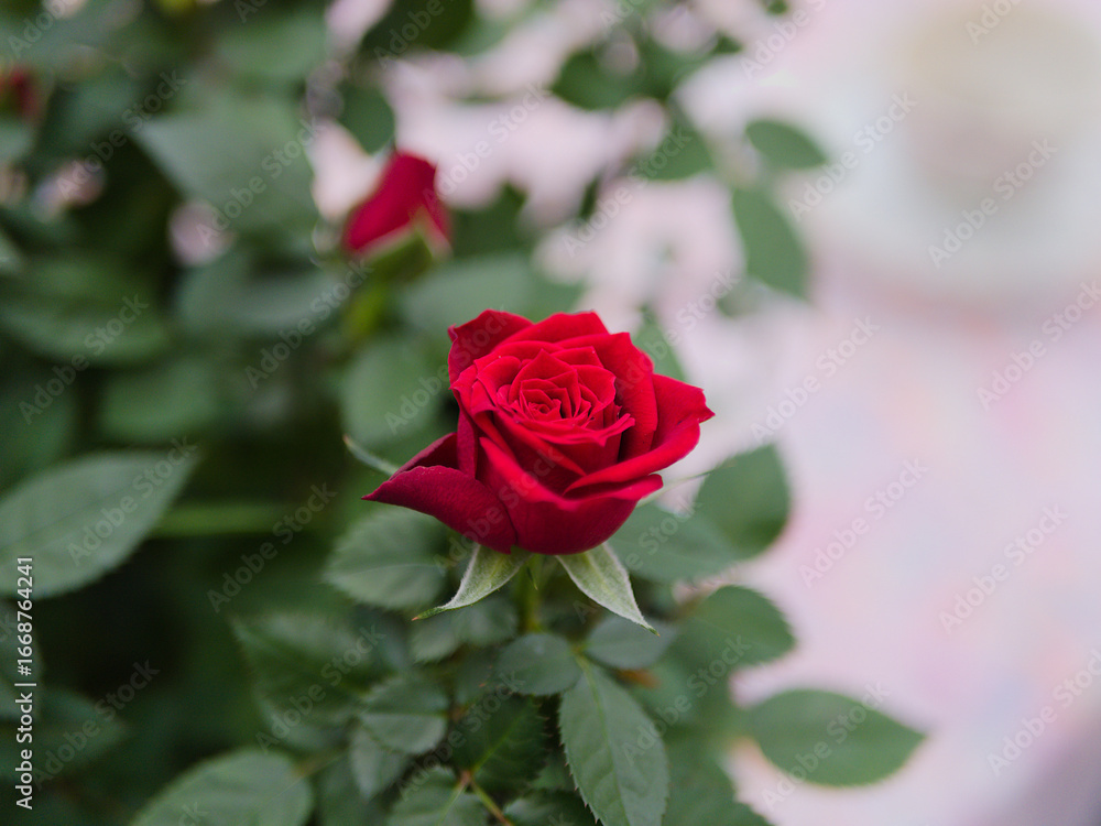 Naklejka premium Rose