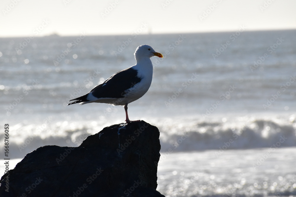 Obraz premium seagull on the beach