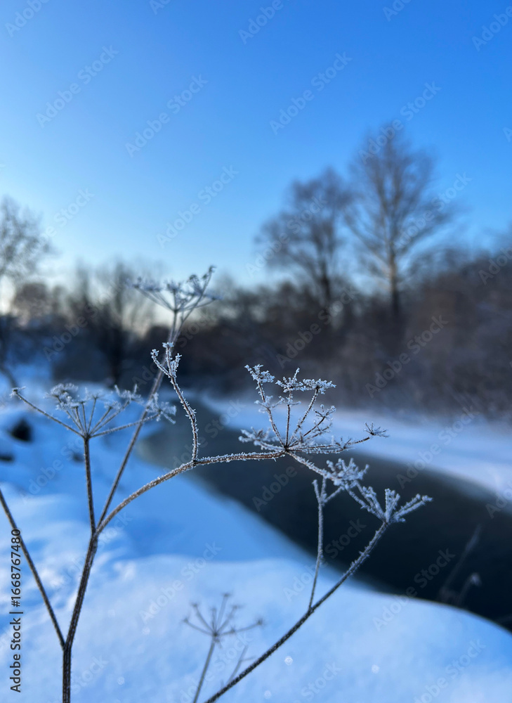 Obraz premium Beautiful abstract closeup of hoarfrost meadow grass. Abstract natural winter background.