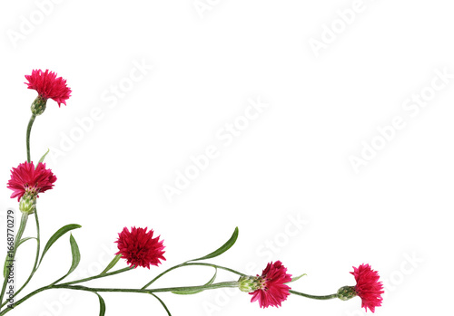 Red knapweed flowers in a c...