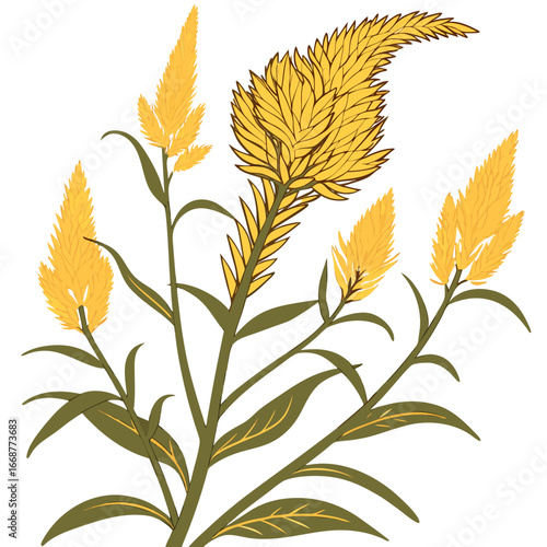 celosia bulk yellow vector