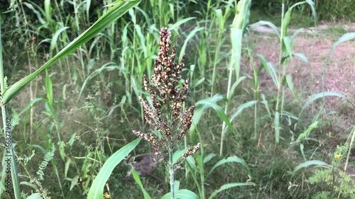 Millet plant in a field