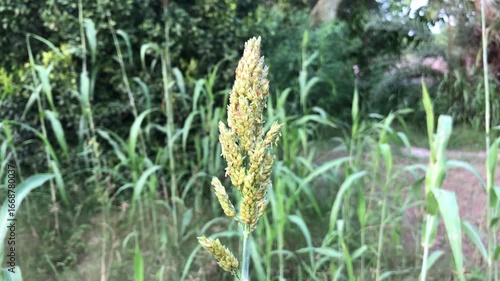 Millet plant in a field