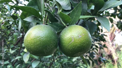 Fresh green oranges on tree branch