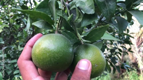 Hand holding green oranges
