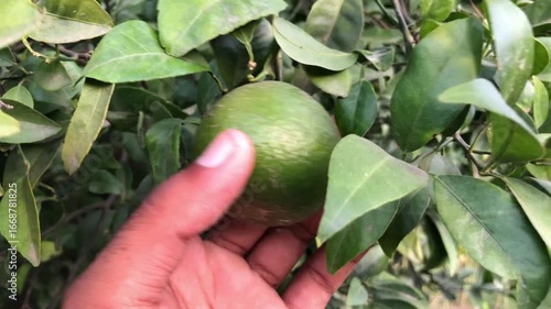 Hand holding green lime on tree branch