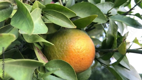 Fresh orange on tree branch