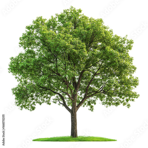 tree Majestic white oak tree isolated on transparent background