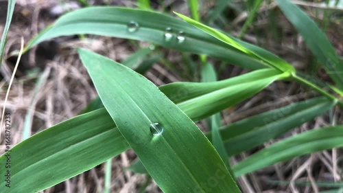 Green grass leaves with dew drops