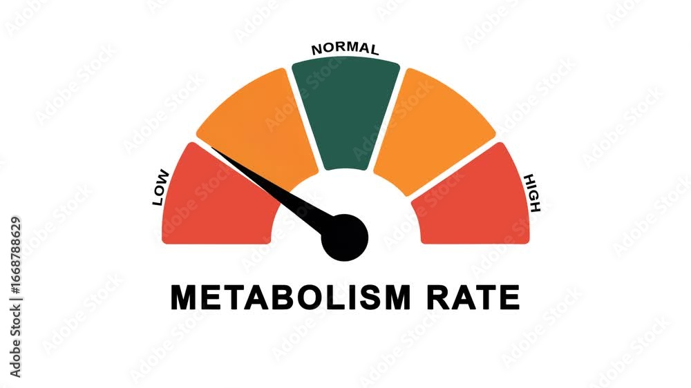 Animated metabolism rate meter decreasing from normal to low level, ideal for concepts related to slow metabolism, weight management and health awareness