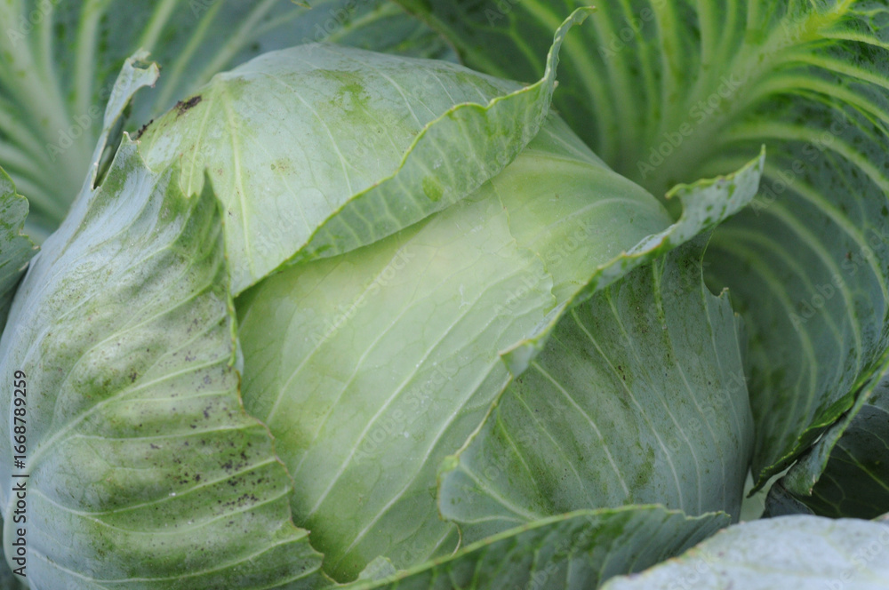 Obraz premium Close up of fresh green cabbage in vegetable garden. Healthy food concept.
