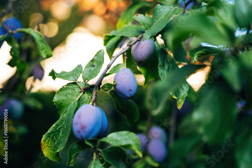 Wallpaper Mural Plums Hanging on a Tree Torontodigital.ca