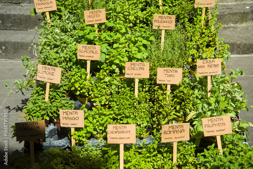 Piantine aromatiche:  lavanda dentata, salicornia, lemongrass, erba gatto,  erba fungo, pepe arancio, sambuco, lupini, origano della pampa, alchechengi, erba sale, stevia, coca cola, salvia fruttata, 