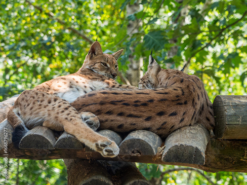 Photography Two Lynxes Resting Together at Pyrenees Animal Park
