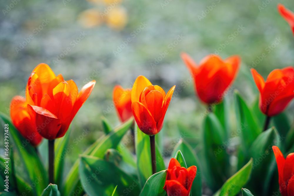 Obraz premium Colorful Spring Flowers