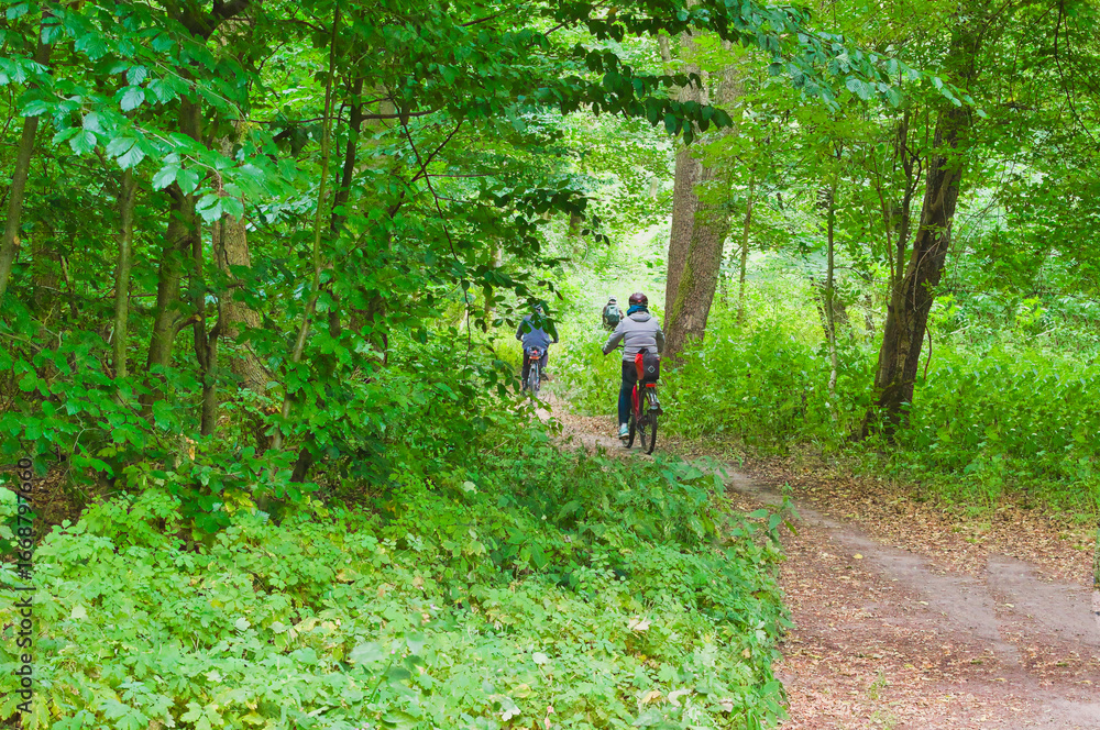 Fototapeta premium a group bike ride along a forest path on a sunny summer day