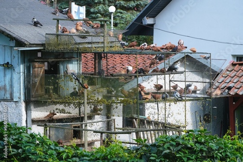 A large metal mesh dovecote next to a building with a lot of pigeons