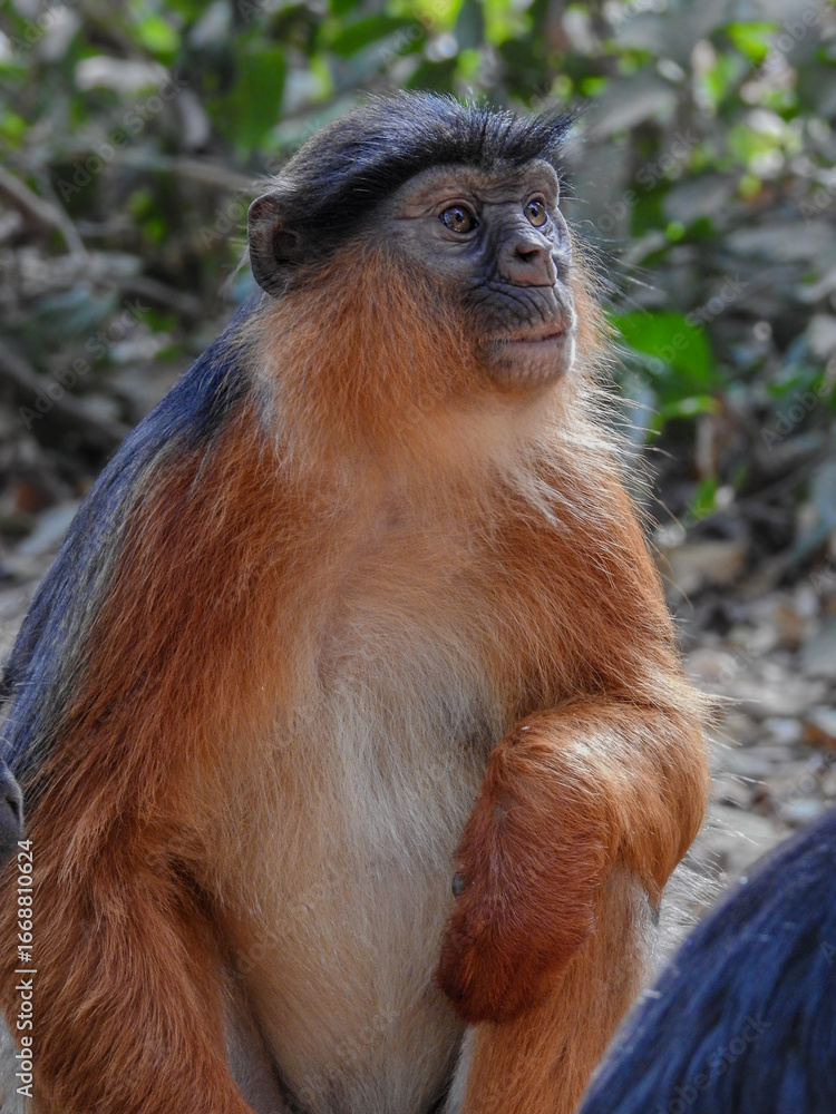Fototapeta premium Western Red Colobus Looking Up