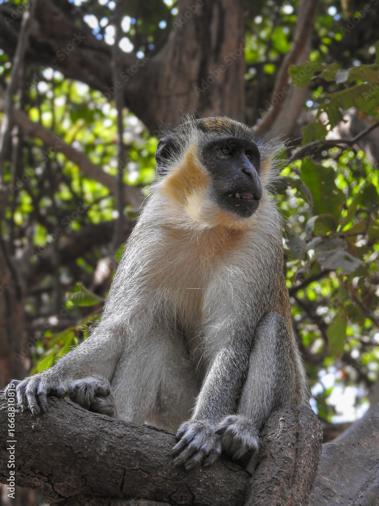 Obraz premium Sabaeus Monkey Baring Teeth