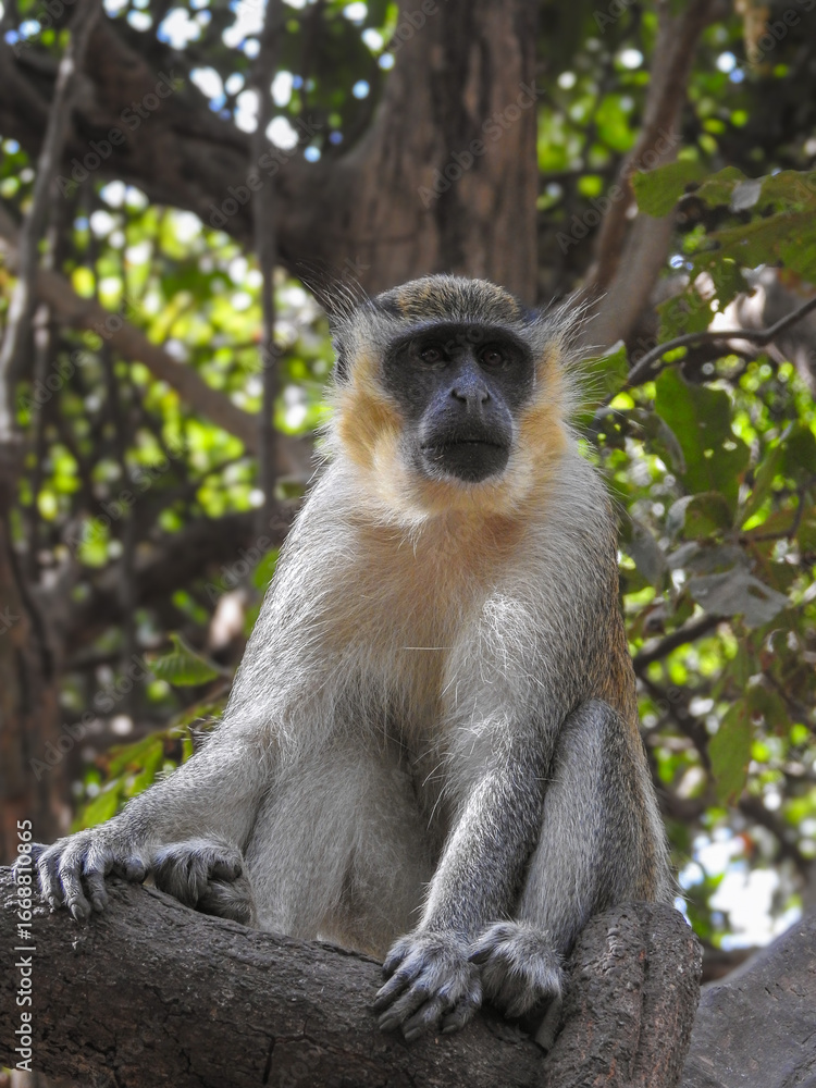 Fototapeta premium Portrait of Sabaeus Monkey in a Tree