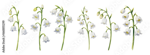 Watercolor botanical lily of the valley watercolor blossoms with fresh green stems.