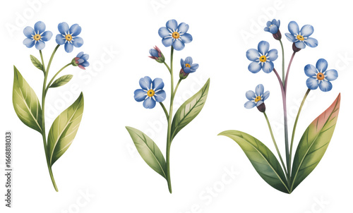 Delicate blue forget-me-not watercolor illustration isolated.