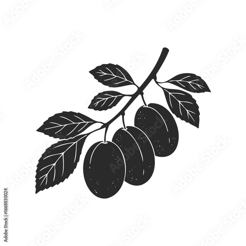 Black and white plum branch illustration with leaves and three plums