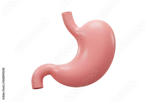 3d render of a human stomach isolated on transparent background