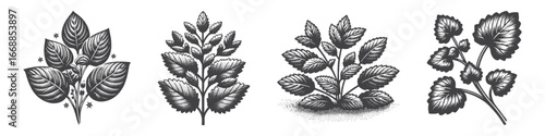 Vintage Hand-Drawn Flor Melissa Illustration, Medicinal Herb Engraved Vector for Botanical and T-Shirt Design