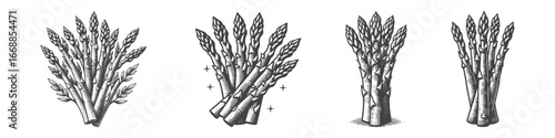 Vintage Hand-Drawn Asparagus Illustration, Fresh Vegetable Engraved Vector for Garden and T-Shirt Design