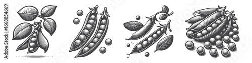 Vintage Hand-Drawn Peas Illustration, Fresh Vegetable Engraved Vector for Garden and T-Shirt Design