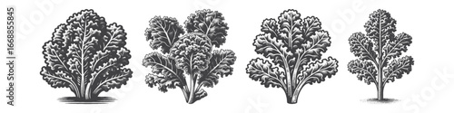 Vintage Hand-Drawn Lettuce Illustration, Leafy Green Engraved Vector for Garden and T-Shirt Design
