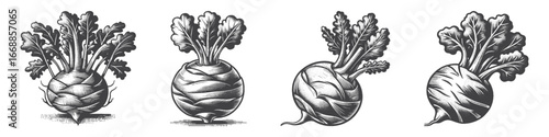 Vintage Hand-Drawn Kohlrabi Illustration, Garden Brassica Engraved Vector for Farm and T-Shirt Design