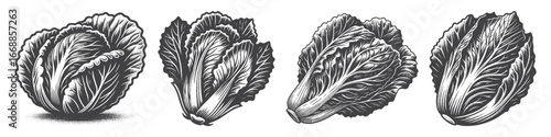 Vintage Hand-Drawn Napa Cabbage Illustration, Asian Leafy Vegetable Engraved Vector for Farm and T-Shirt Design