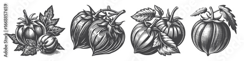 Vintage Hand-Drawn Tomatillo Illustration, Rustic Fruit Engraved Vector for Garden and T-Shirt Design