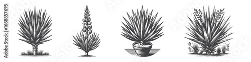 Vintage Hand-Drawn Yucca Illustration, Desert Plant Engraved Vector for Botanical and T-Shirt Design