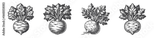 Vintage Hand-Drawn Celery Root Illustration, Rustic Vegetable Engraved Vector for Farm and T-Shirt Design