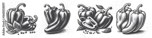 Vintage Hand-Drawn Paprika Illustration, Spicy Pepper Engraved Vector for Cooking and T-Shirt Design