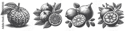 Vintage Hand-Drawn Citrus Fruits Illustration, Fresh Fruit Engraved Vector for Garden and T-Shirt Design