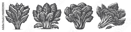 Vintage Hand-Drawn Malabar Spinach Illustration, Leafy Vine Engraved Vector for Garden and T-Shirt Design