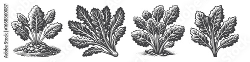Vintage Hand-Drawn Lettuce Leaf Illustration, Fresh Leafy Vegetable Engraved Vector for Garden and T-Shirt Design