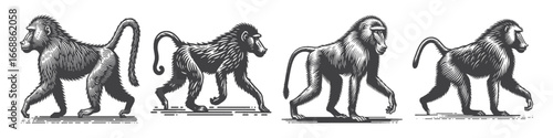 Vintage Hand-Drawn Baboon Walking on All Fours Illustration, Primate Animal Engraved Vector for Wildlife and T-Shirt Design